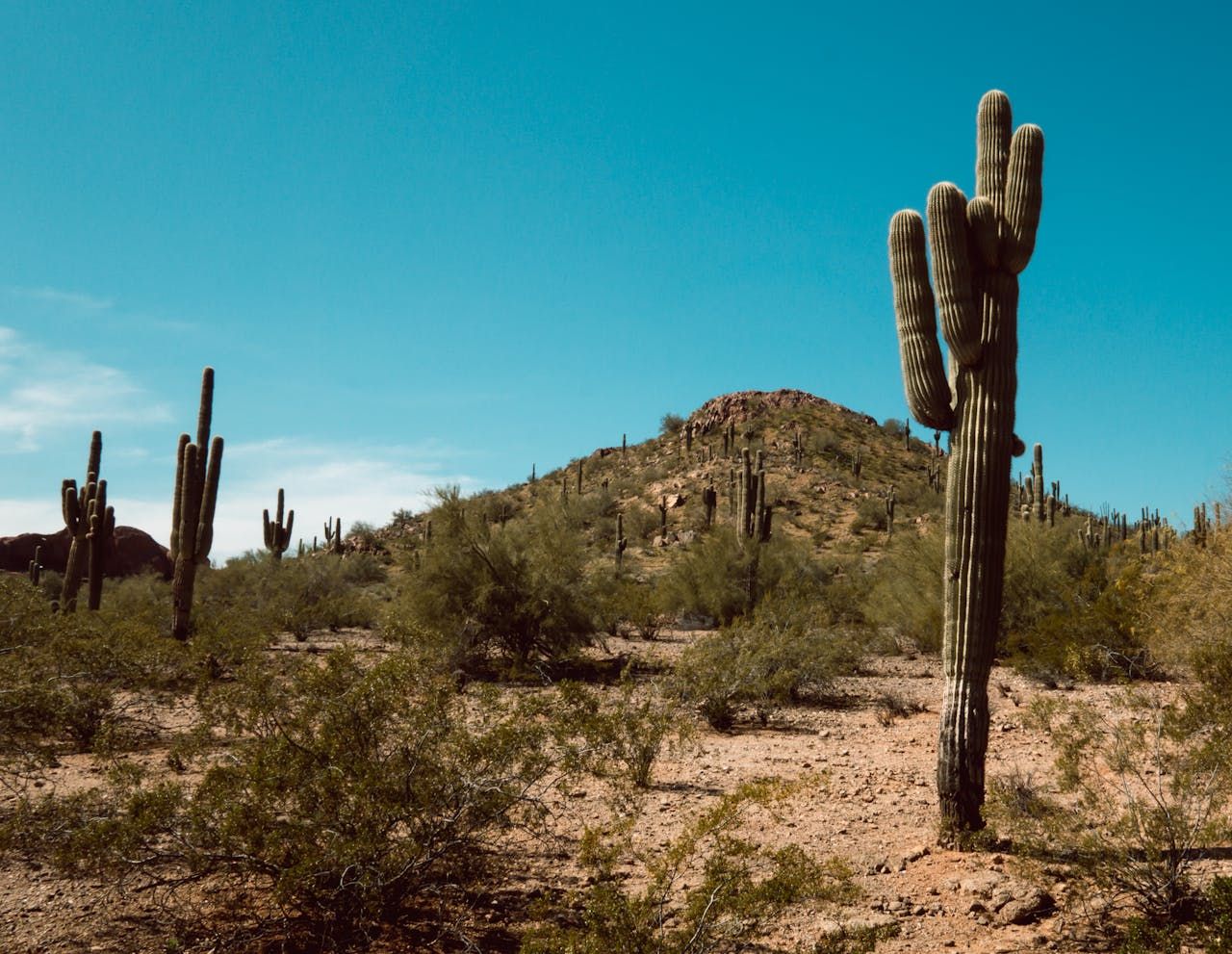 Phoenix Retail Sales Tax: What Businesses Need to Know